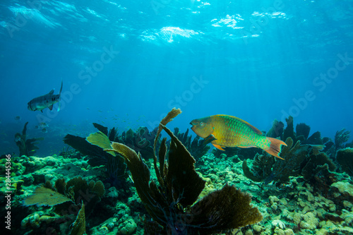 Rainbow parrotfish  Scarus guacamaia  swimming above the coral reef at Looe Key  Florida