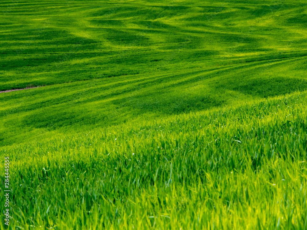 USA, Idaho, Palouse, Rolling Green Hills of Spring Wheat USA, Idaho, Palouse, Rolling Green Hills of Spring Wheat