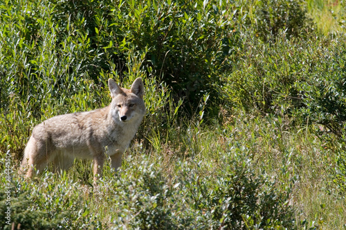 Fototapeta Naklejka Na Ścianę i Meble -  North America - USA - Colorado - Rocky Mountain National Park. Coyote - Canis latrans.