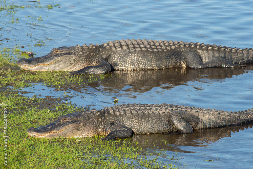 Pair of American Alligators sunning on the bank of the Myakka River, Myakka River State Park, Florida, USA Pair of American Alligators sunning on the bank of the Myakka River, Myakka River State Park, Florida, USA