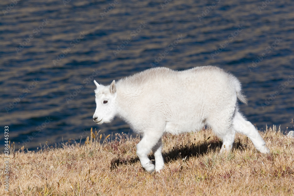 Obraz premium North America - USA - Colorado - Rocky Mountains - Mount Evans. Mountain goat - oreamnos americanus.
