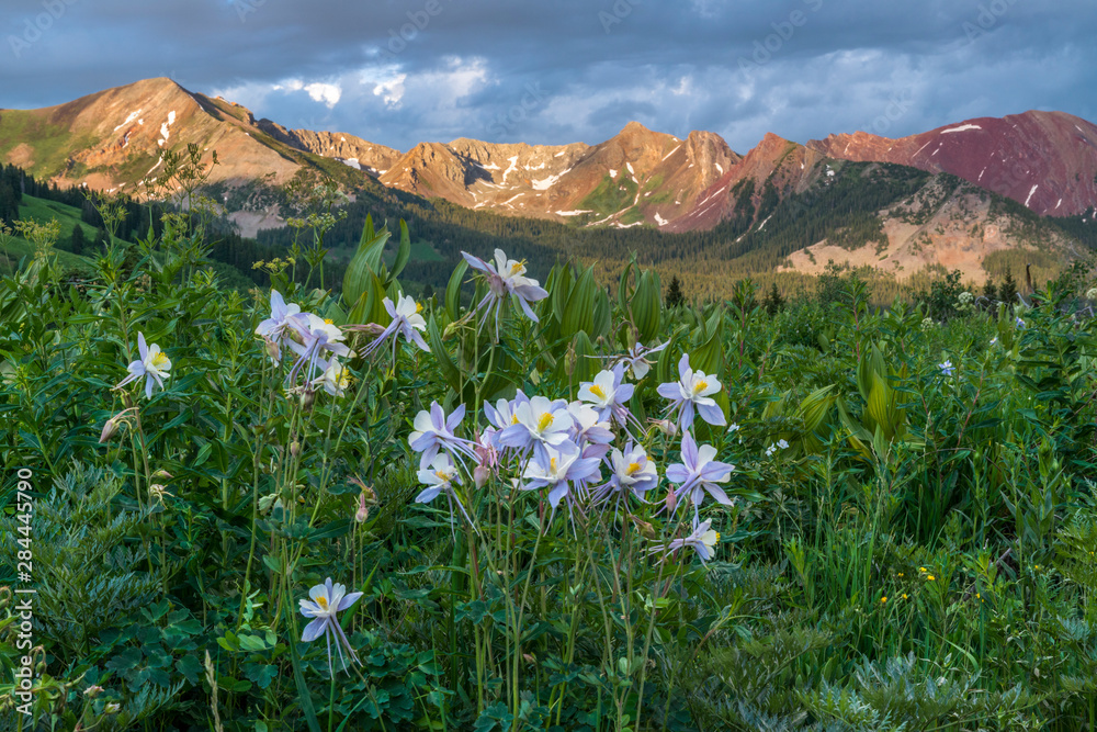 Colorado Columbine, aquilegia caerulea from Gothic Road near Crested Butte, Co