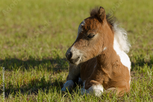 Baby Miniature horse paint colt © Maresa Pryor/Danita Delimont