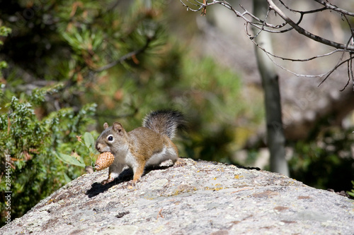 North America - USA - Colorado - Rocky Mountain National Park. Red squirrel.
