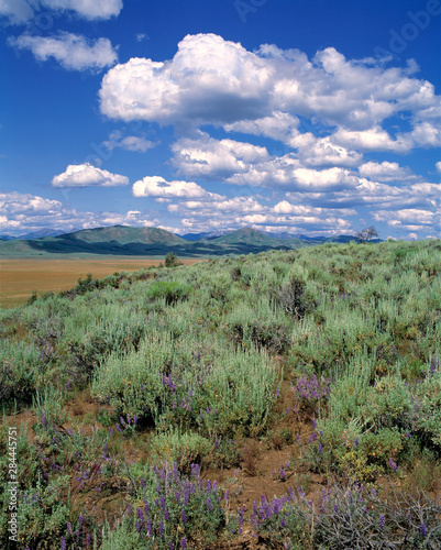 USA, Idaho, Camas Co. Sagebrush and lupine fill the prairie of the Great Basin area in Camas Co., Idaho.