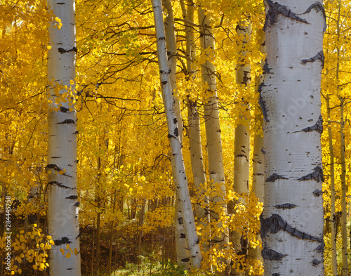 USA, Colorado, Uncompahgre National Forest, Fall colored leaves of quaking aspen (Populus tremuloides) glow in morning sun. photo