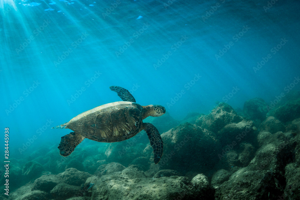 Fototapeta premium Green Sea Turtle swimming off the North Shore of Oahu, Hawaii.