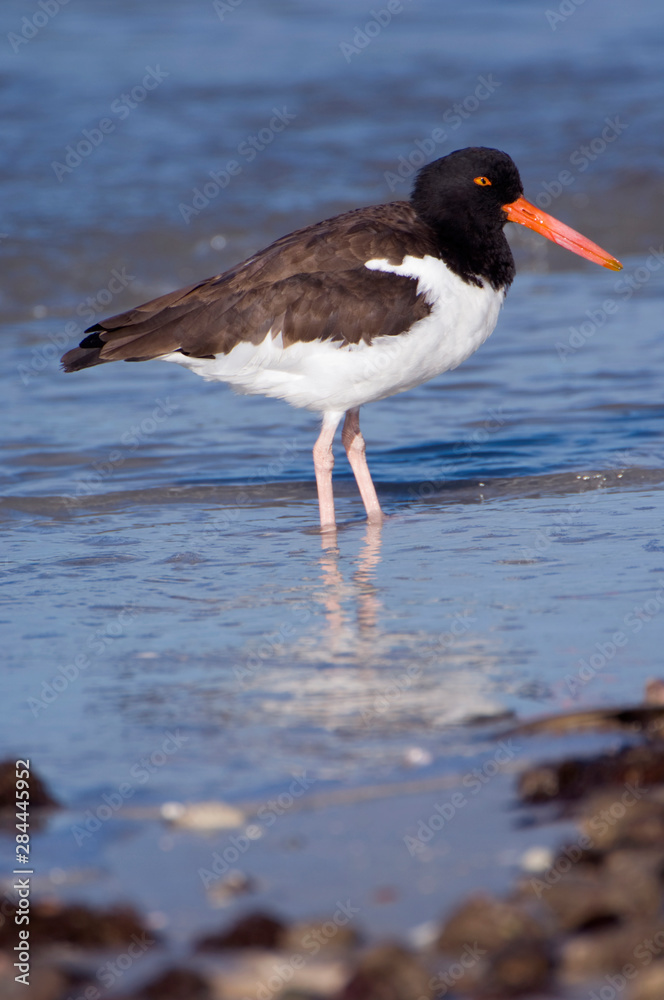 USA, Florida, Ft. Myer's Beach, American Oystercatcher USA, Florida, Ft. Myer's Beach, American Oystercatcher