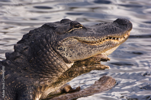 USA, Florida, Everglades NP, American Alligator (Alligator mississippiensis)