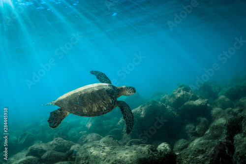 Green Sea Turtle swimming off the North Shore of Oahu, Hawaii.