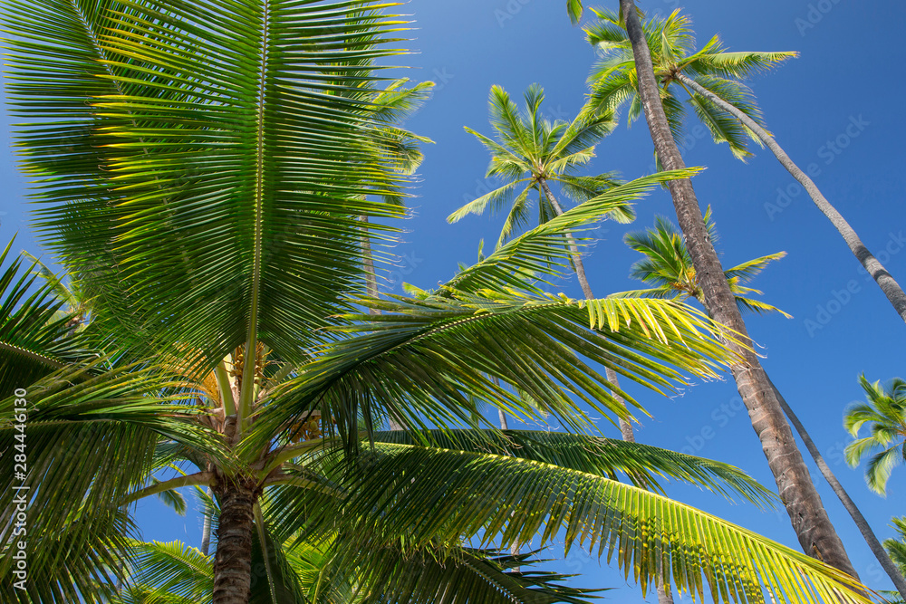 Coconut palms, Pu'uhonua o Honaunau National Historical Park, Kona, Hawaii