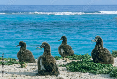Φωτογραφία Laysan Albatross, (Diomedea immutabilis), chicks on nests, Midway Atoll, NW Hawaiian Island