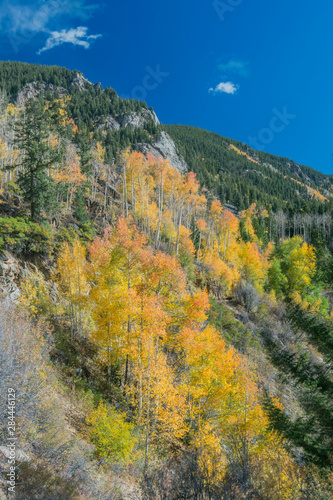 Usa, Colorado, White River National Forest, Autumn Color on Aspen Trees