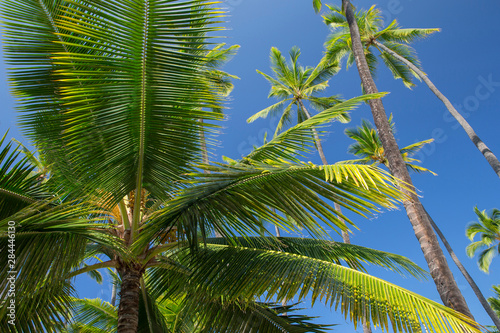 Coconut palms  Pu uhonua o Honaunau National Historical Park  Kona  Hawaii