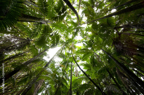 Fototapeta Naklejka Na Ścianę i Meble -  USA, Hawaii, Big Island, Hilo, Hawaii Botanical Garden, Palm Trees 