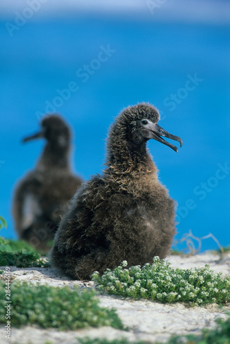 Laysan Albatross, (Diomedea immutabilis), chicks on nest, Midway Atoll, NW Hawaiian Island, USA. photo