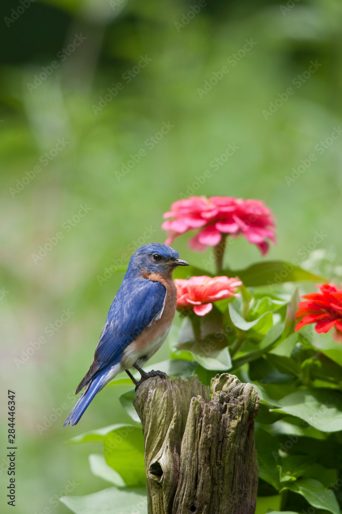 Fototapeta premium Eastern Bluebird (Sialia sialis) male on fence post near flower garden, Marion, Illinois, USA.