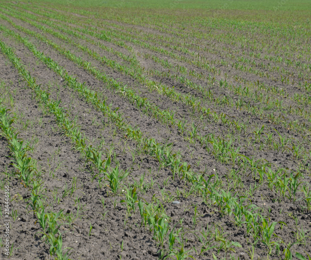 Field of corn. Green corn blooms on the field
