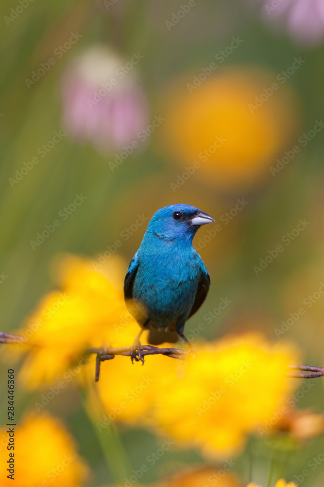 Indigo Bunting (Passerina cyanea) male on barbed wire fence in flower garden, Marion, Illinois, USA.