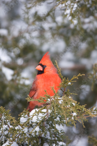 Northern Cardinal (Cardinalis cardinalis) male in Keteleeri Juniper (Juniperus keteleeri) tree in winter, Marion, Illinois, USA. photo