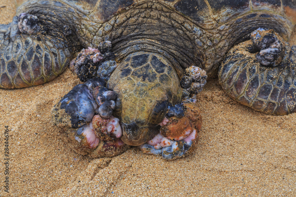 Green Sea Turtle (Chelonia mydas), with Fibropapillomatosis, a benign ...