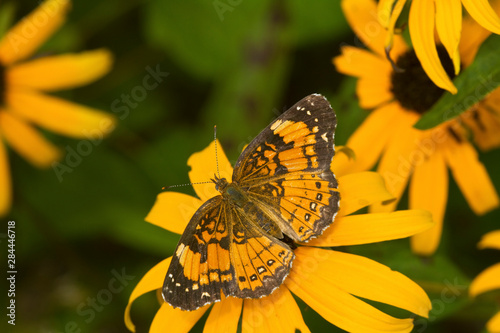 Photography Silvery Checkerspot butterfly (Chlosyne nycteis) Goldstrum Black-eyed Susans (Rudbeckia hirta 'Goldstrum'), Marion, Illinois, USA