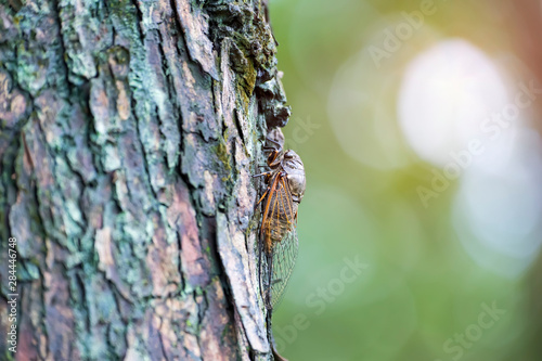 Cicada on Green tree background