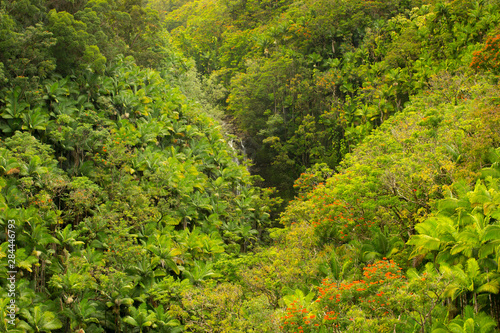 Hawaiian flora and fauna along the Nanue Lower falls, Hamakua coast, Big Island, Hawaii