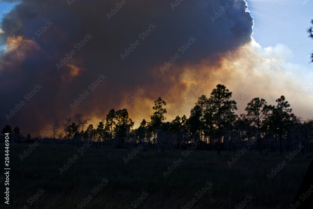 Fototapeta premium USA, Florida, Big Cypress National Preserve prescribed burn smoke plume.