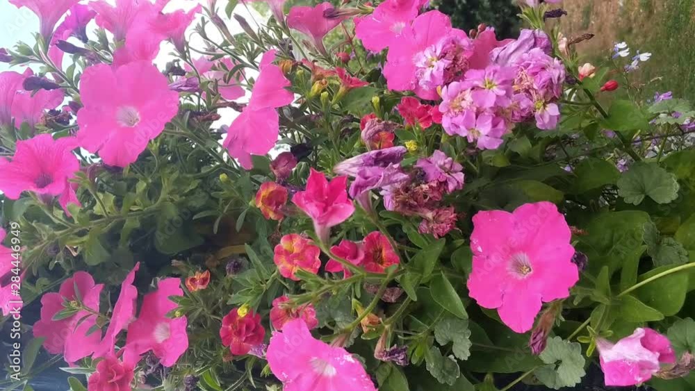 Vertical video. Pink petunias and other pink flowers blowing in wind on a summers day in an English garden. Vertical video. Pink petunias and other pink flowers blowing in wind on a summers day in an English garden.