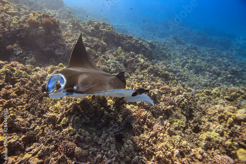 Manta ray. Big Island, Hawaii, USA