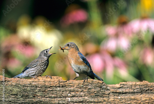 Eastern Bluebird (Sialia sialis) female feeding fledgling on fence near flower garden, Marion County, Illinois