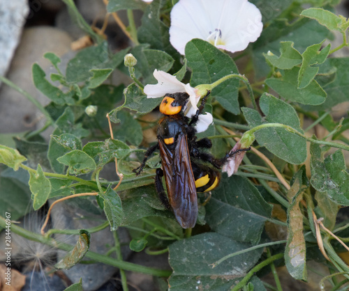 Megascolia maculata. The mammoth wasp. photo