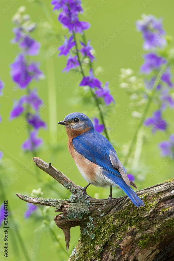 Eastern Bluebird (Sialia Sialis) male in flower garden, Marion County, IL