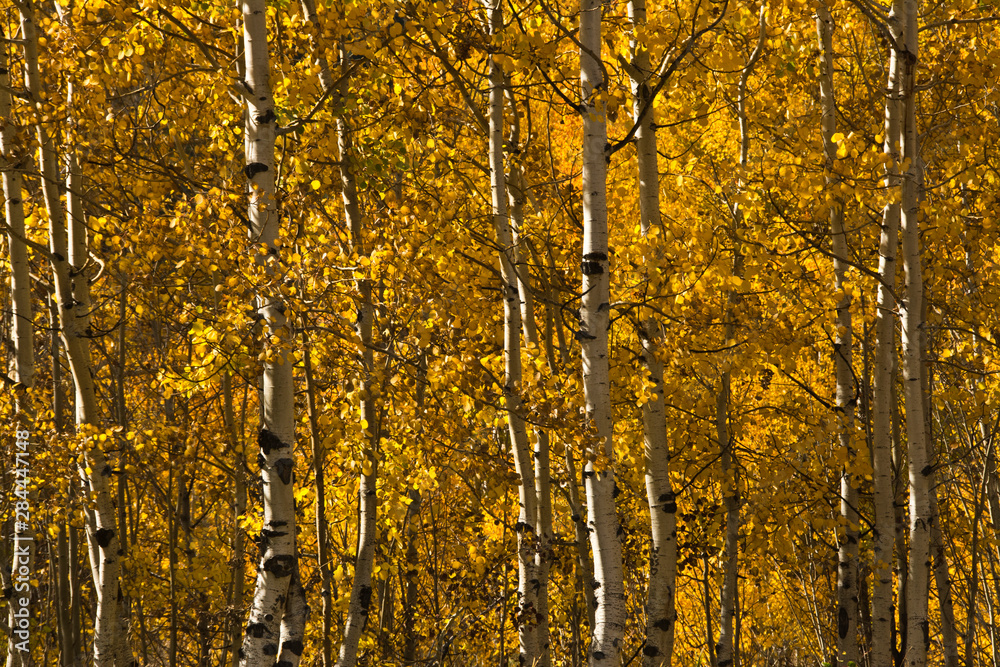 Aspen Grove, Autumn Colors, Boulder Mountains, Sawtooth National Forest, Idaho, USA