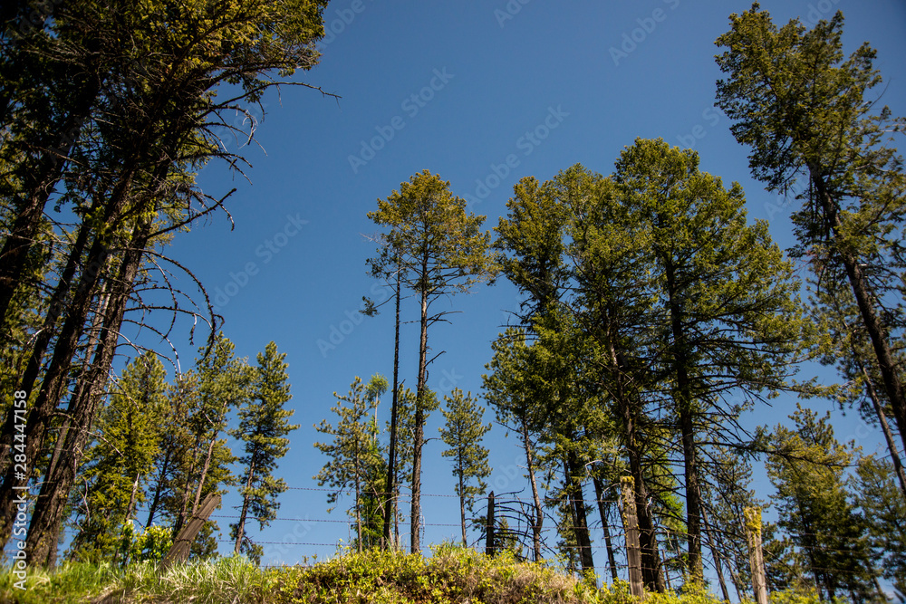 Fototapeta premium USA, Idaho, Columbia River Basin, Snake and Salmon River Basins, Camas Prairie, manmade pond and thinned pine forest (possibly against pine bark beetle devastation)
