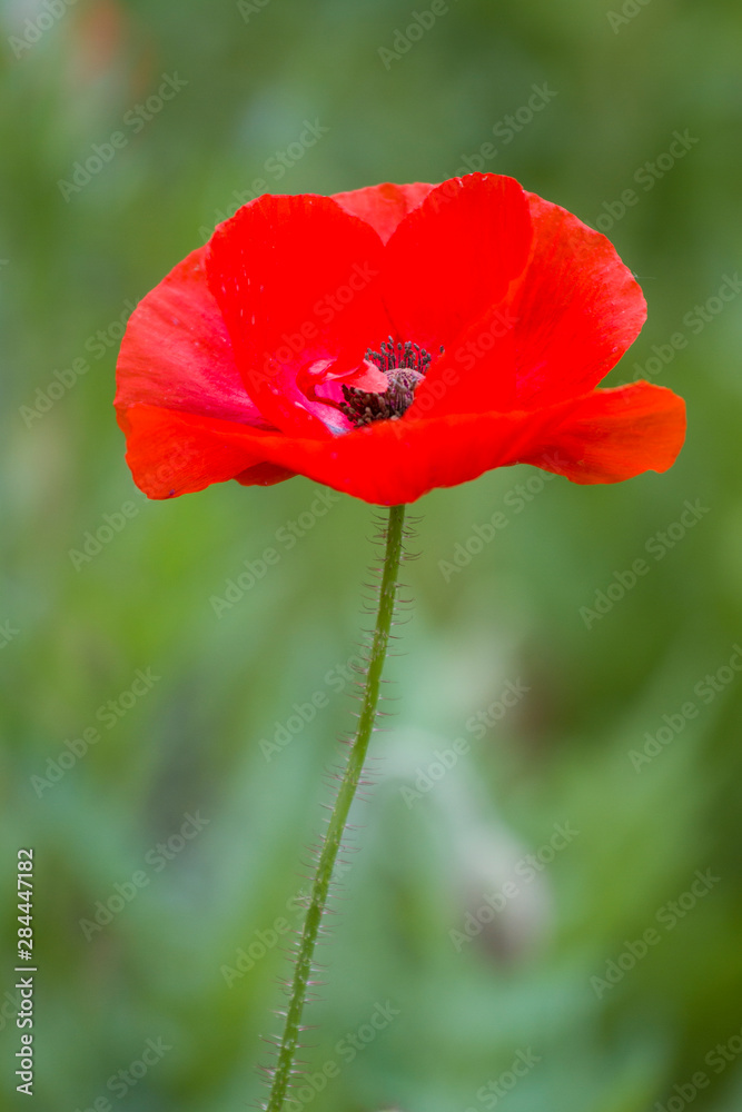 Red Poppy (Papaver rhoeas 'Legion of Honor'), Cantigny Park, Wheaton, Illinois