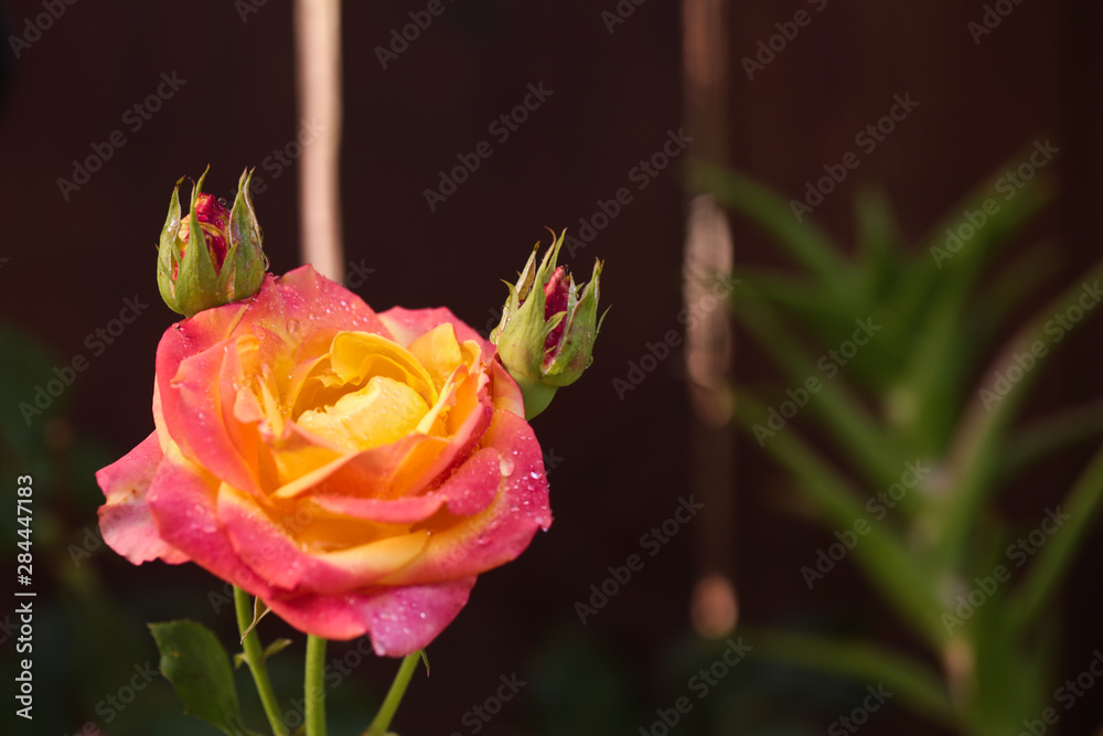 Fototapeta premium Orange and pink flower, rose with water drops on it. Close up
