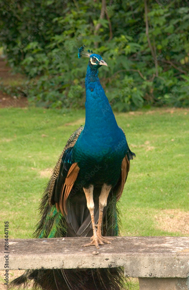 Fototapeta premium USA, Hawaii, Kauai, peacock at the Smith Family Laua. 