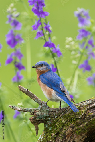 Eastern Bluebird (Sialia Sialis) male in flower garden, Marion County, IL