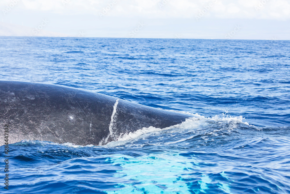 Fototapeta premium Humpback Whale (Megaptera novaeangliae) whale watching off Maui, Hawaii, USA