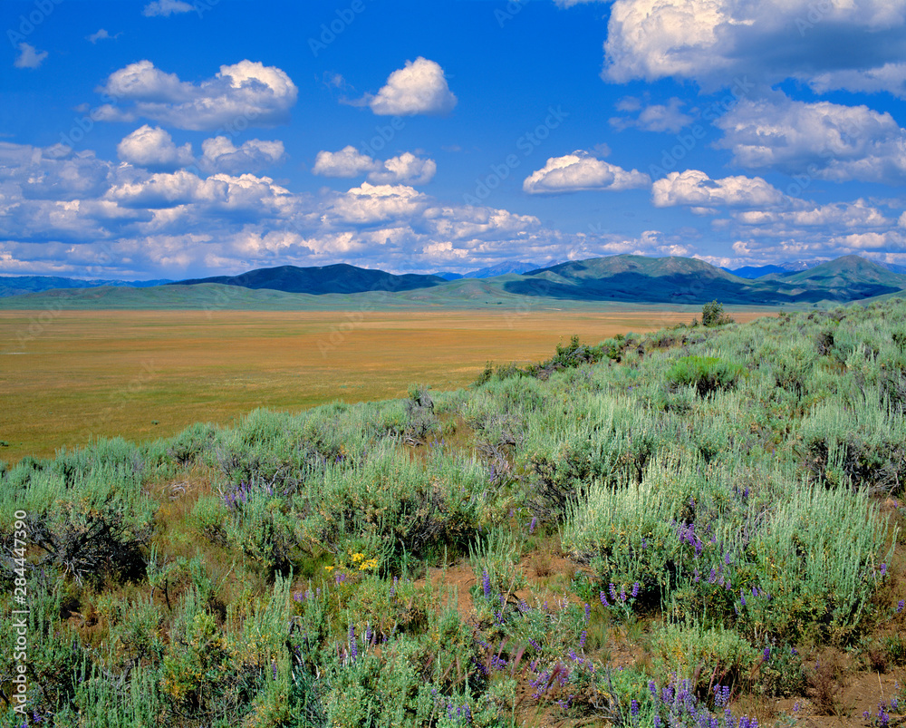 USA, Idaho, Camas Co. Sagebrush and lupine compete in the harsh environments of Camas County, Idaho.