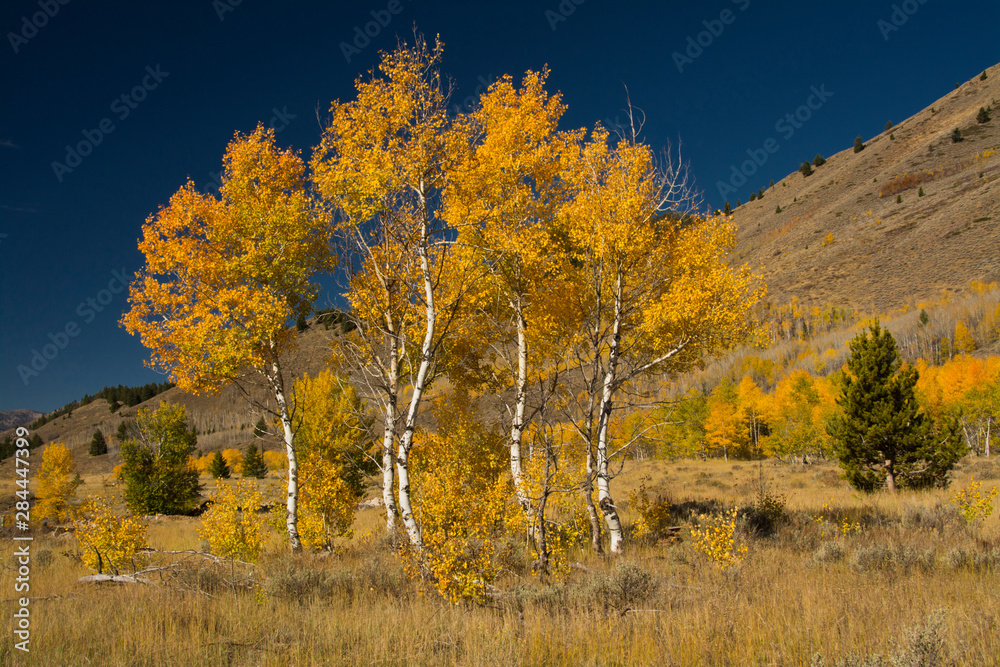 Fototapeta premium Autumn Colors, Boulder Mountains, Sawtooth National Forest, Idaho, USA
