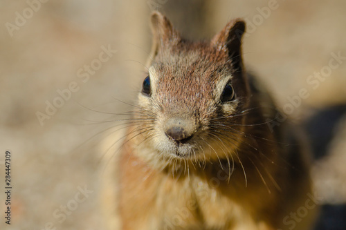 Campground Beggar, Golden Mantled Ground Squirrel