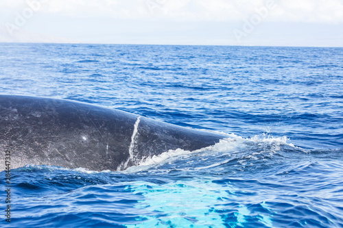 Humpback Whale (Megaptera novaeangliae) whale watching off Maui, Hawaii, USA