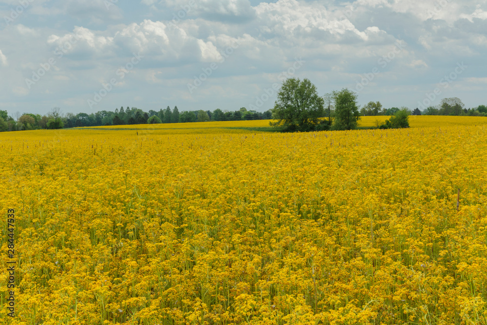 Expansive field of mustard flowers, Oldham County, Kentucky