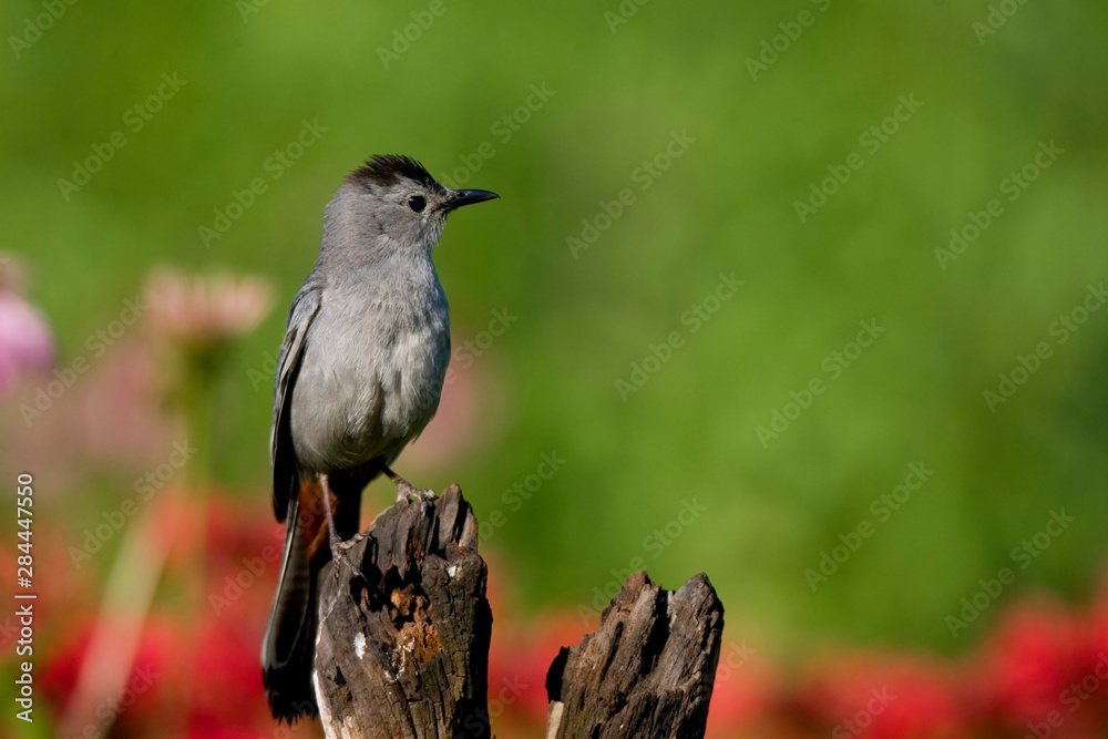 Fototapeta premium Gray Catbird (Dumetella carolinensis) on fence post in flower garden, Marion, Illinois, USA.