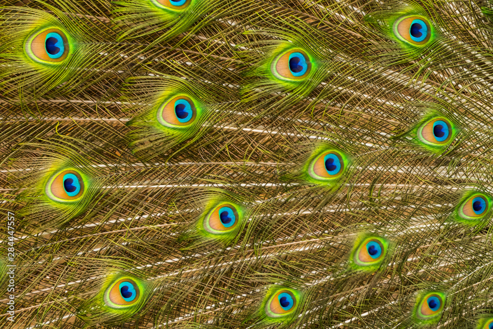 Obraz premium USA, Florida, St. Augustine, Tail feathers of male peacock during breeding season.