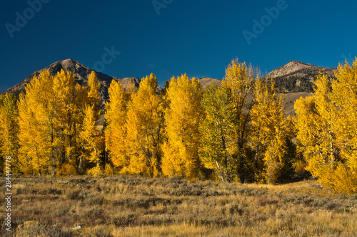 Autumn Colors  Boulder Mountains  Sawtooth National Forest  Idaho  USA
