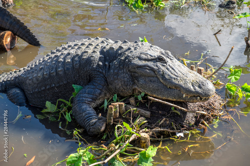 USA  Florida  Orlando  Gatorland  alligator